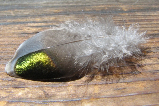 Bronzewing-pigeon-feather